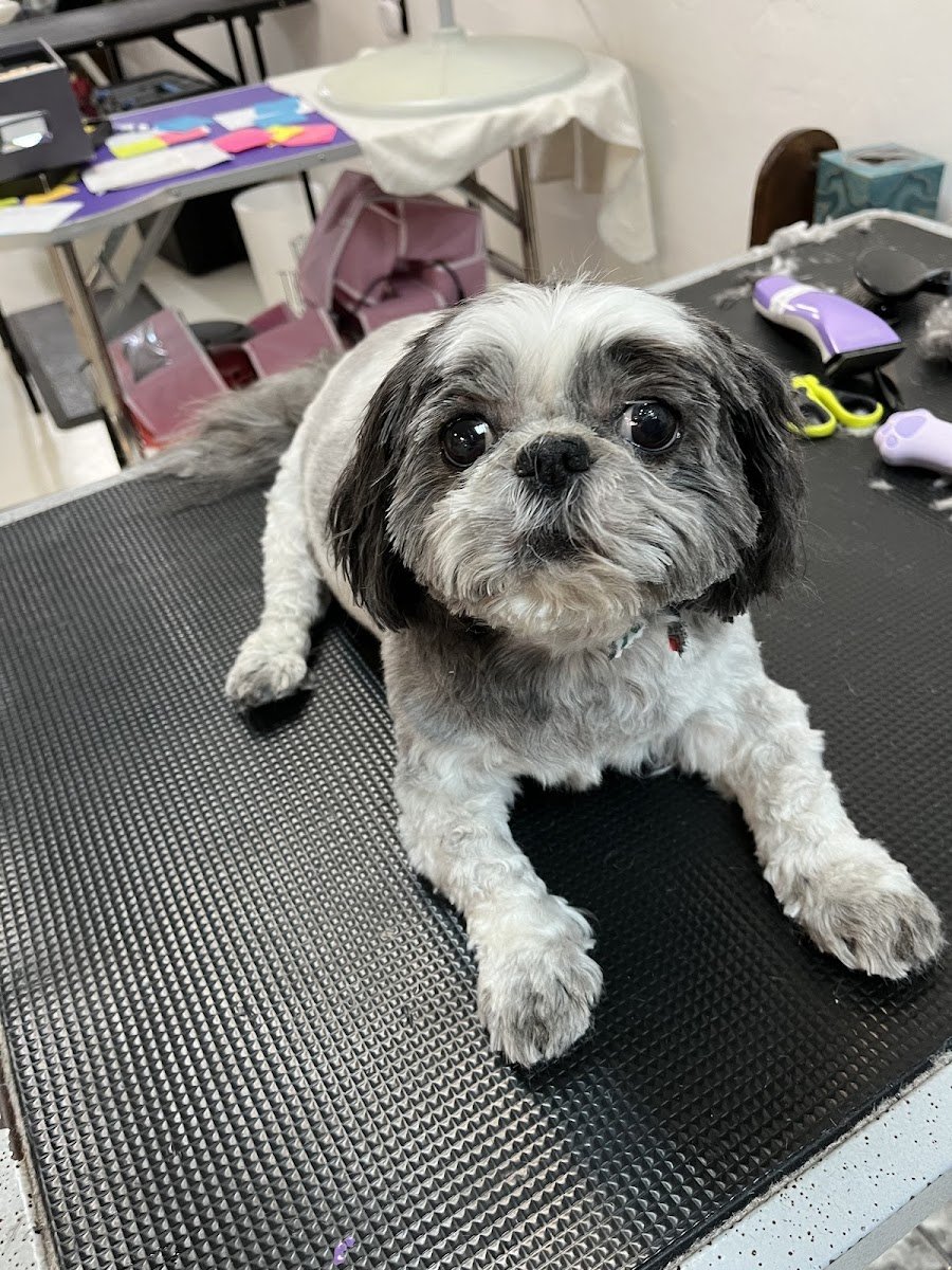 Broadway Grooming Tucson LLC - Photo 2