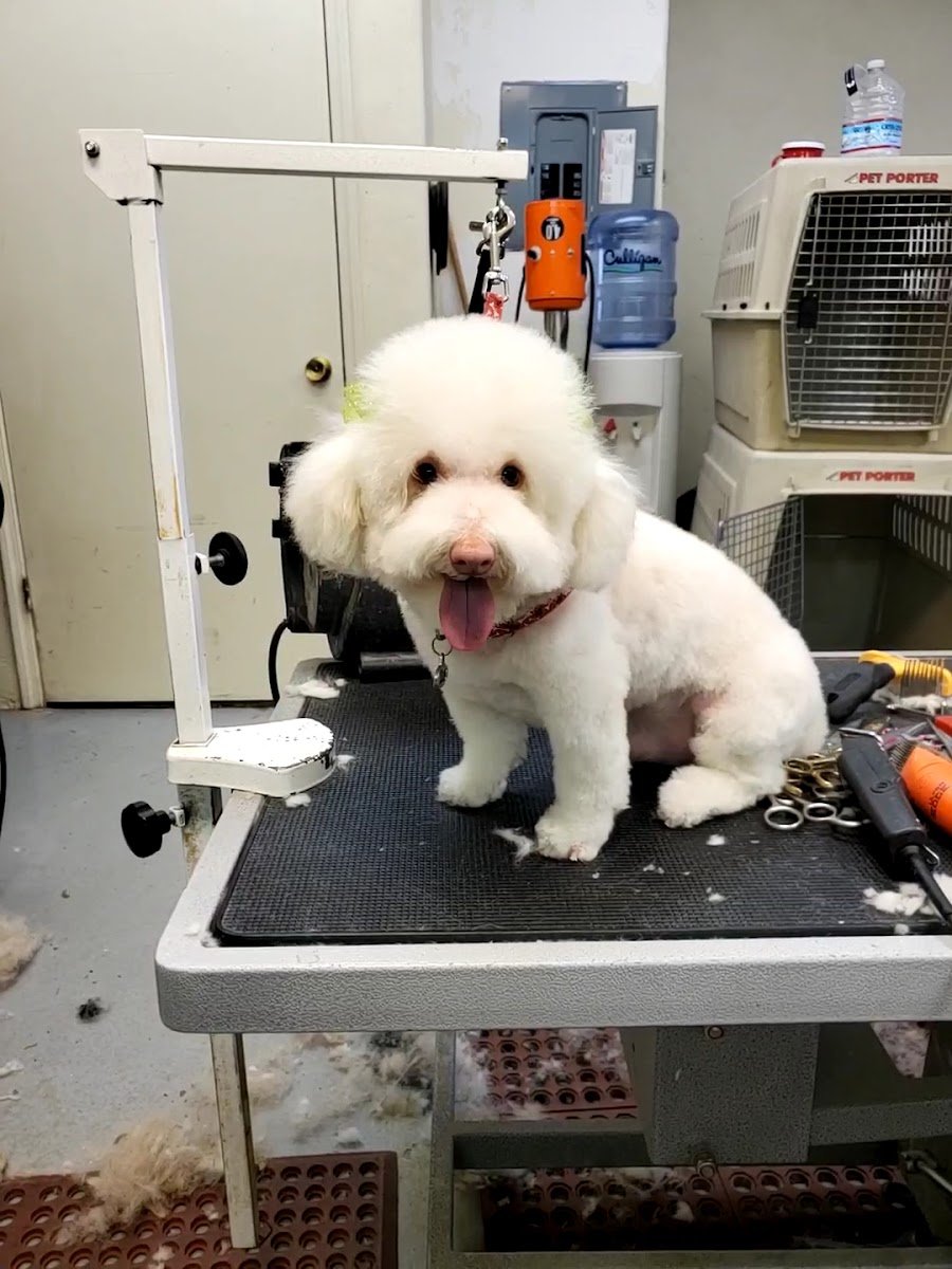 PUPPY BATH PET GROOMING - Photo 2