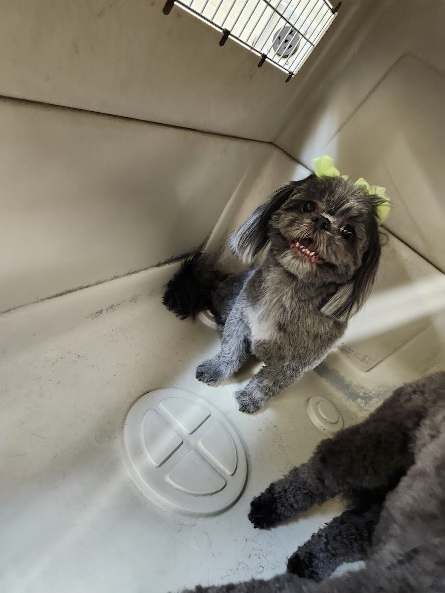 PUPPY BATH PET GROOMING - Photo 3