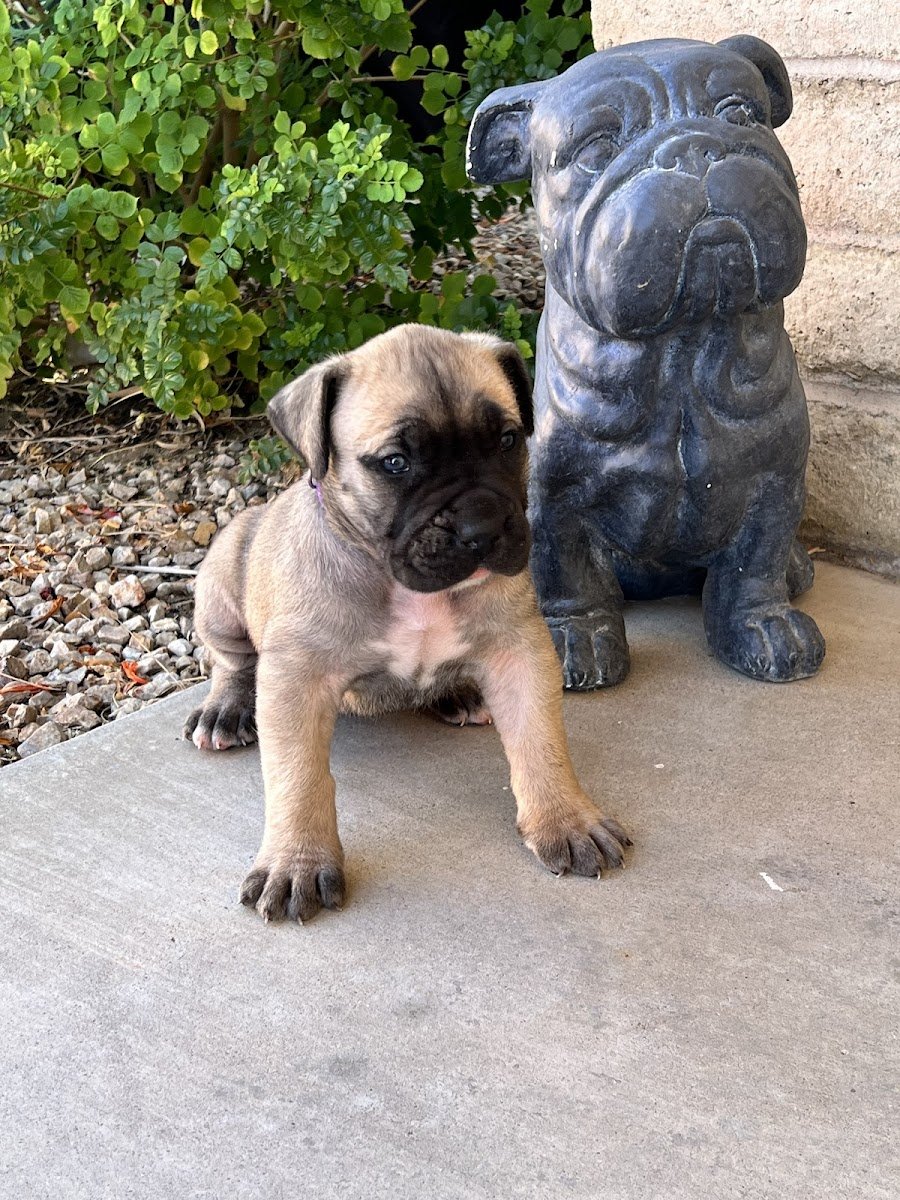 Carter Boerboels - Photo 2
