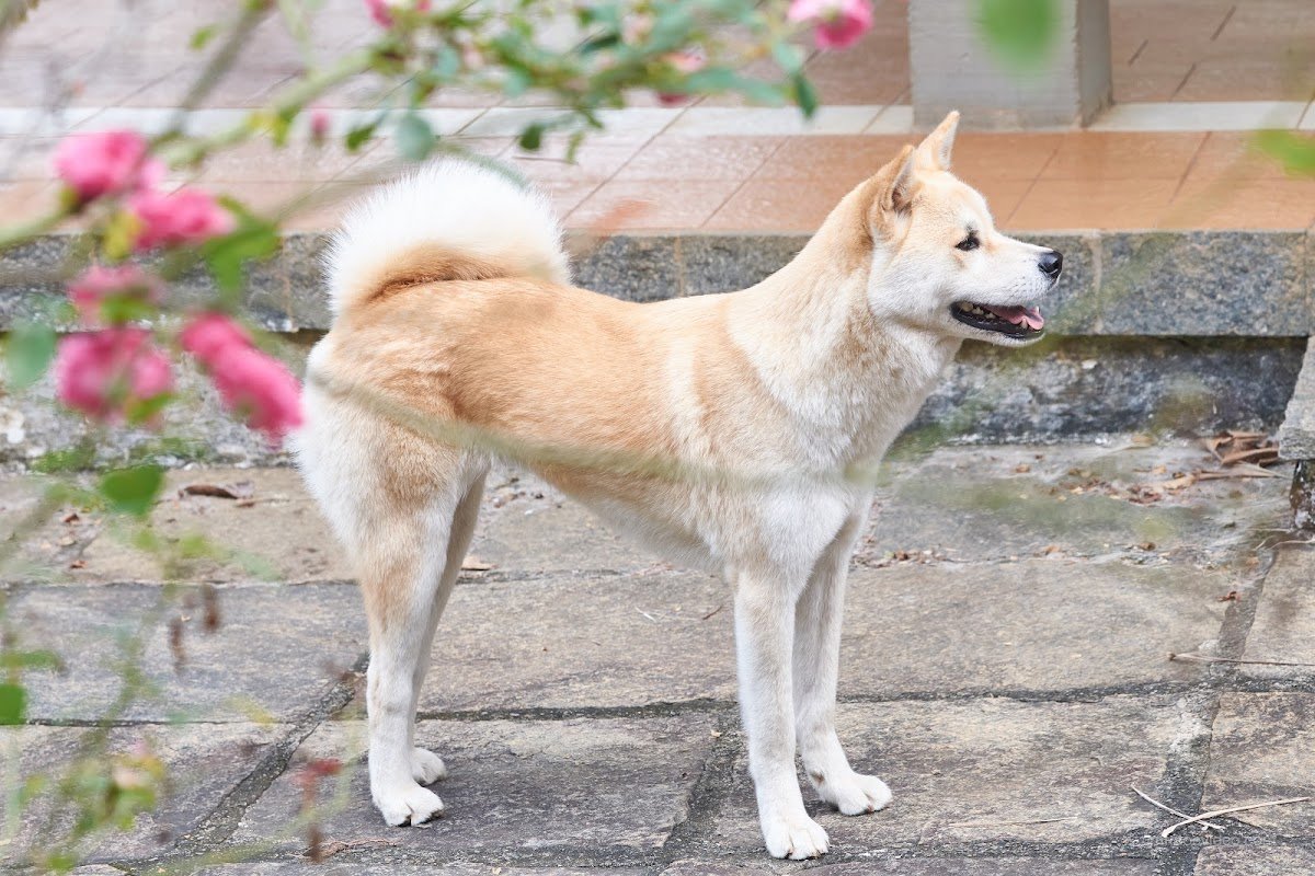 Clinvet Centro Veterinário