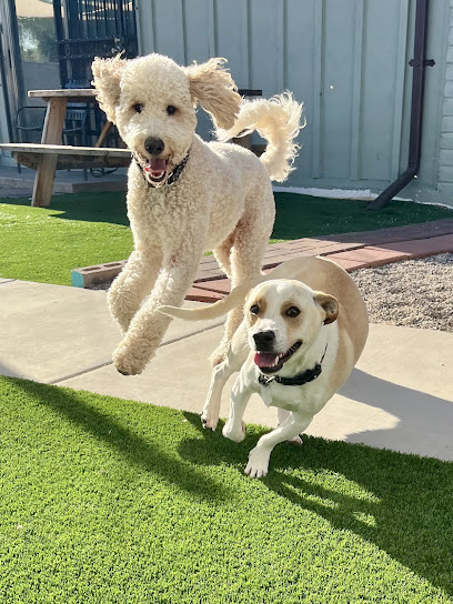 Camp Jimmydog - Tucson