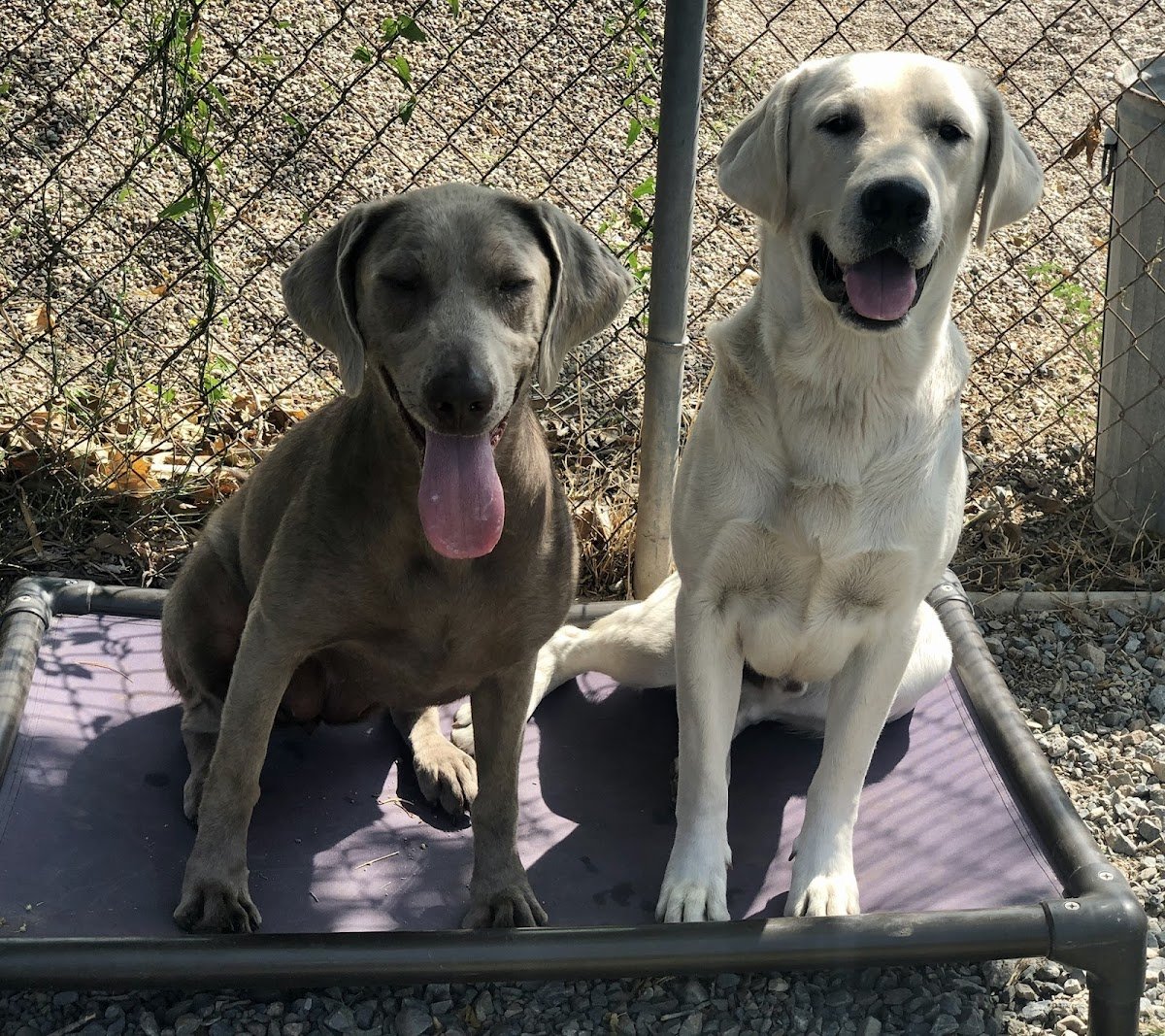 Elevate Dog Center - Photo 2
