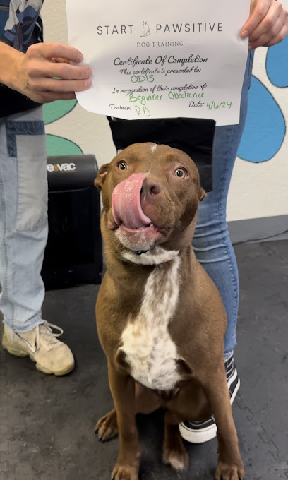 Start Pawsitive Dog Training