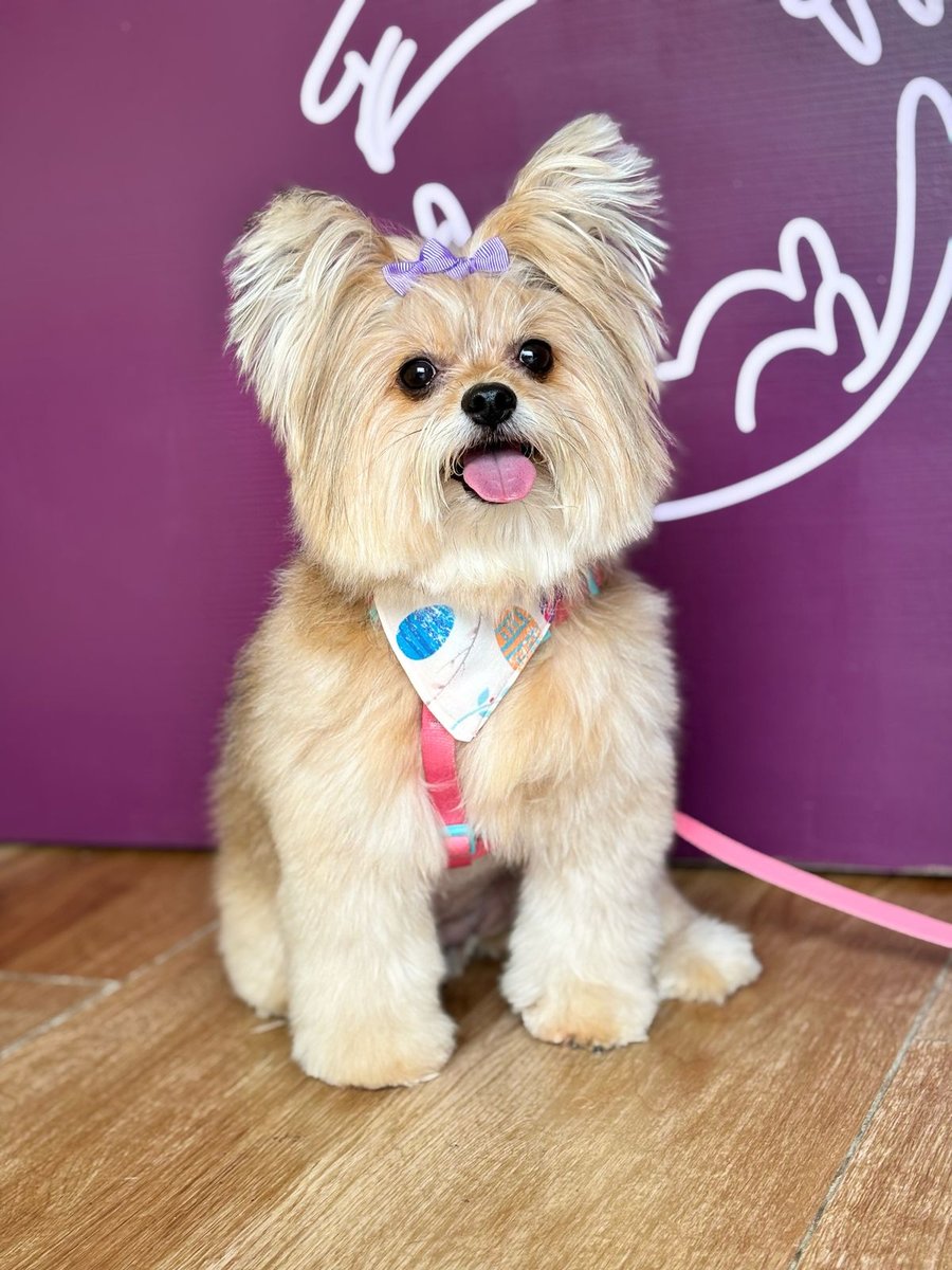 AuQuiMia Banho e Tosa