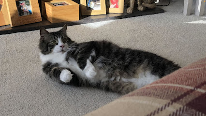 Perfect Pet Care Solutions