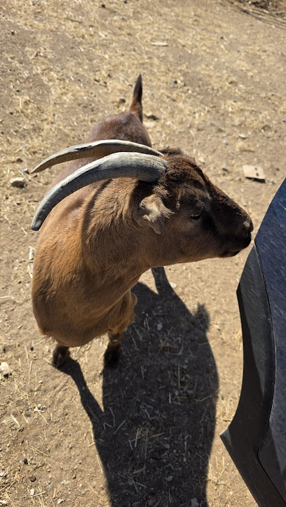 HoofsnHorns Farm Sanctuary