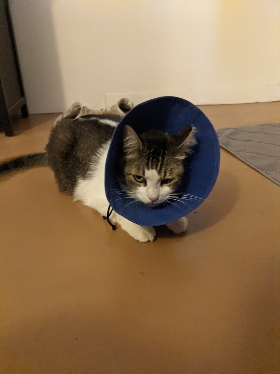 VCA Northwest Animal Hospital - Ina Road - Photo 2