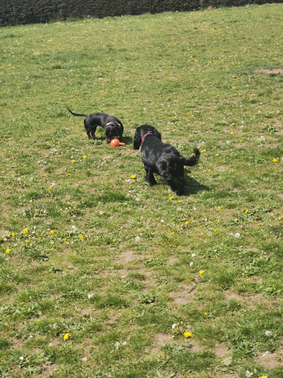 Maccy G Pets - Norwich Cat Sitting & Small Animal Care