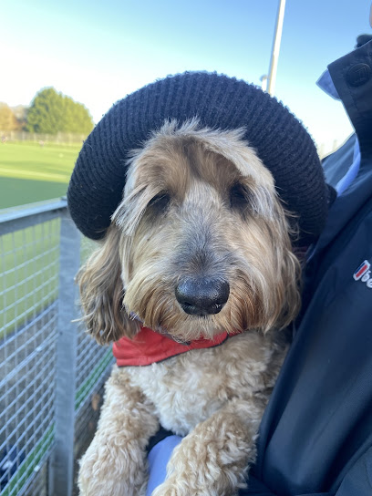 Woofs and Walks Norwich