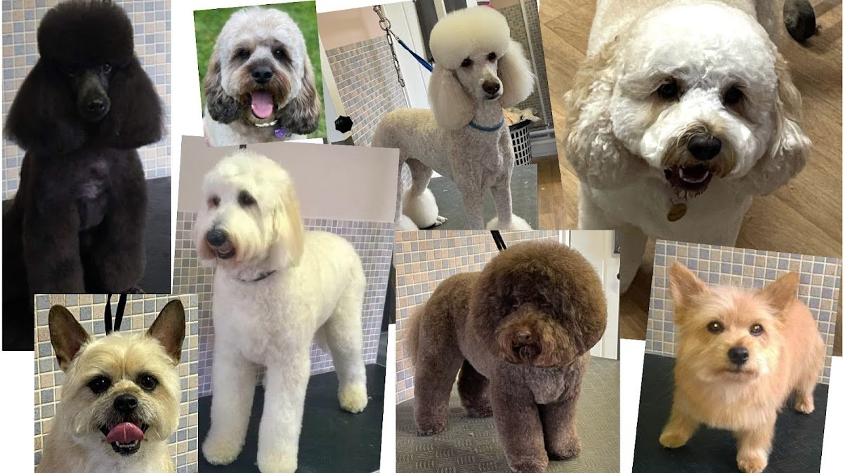 Canine Design - Photo 2