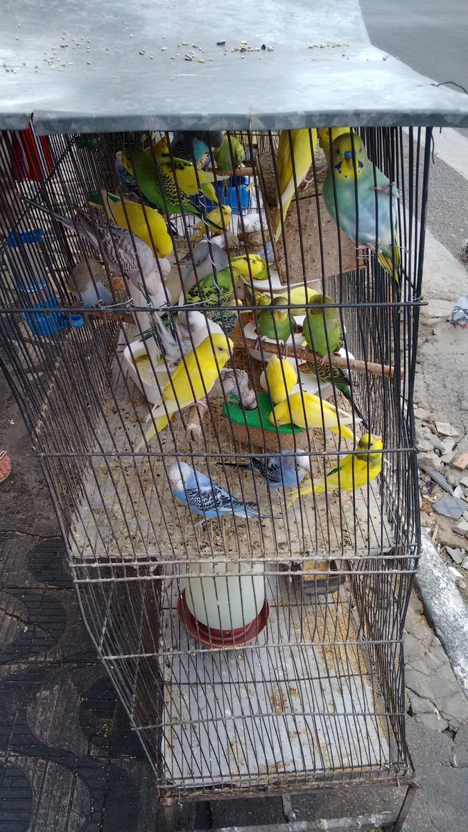 A Fazendinha - Pet Shop em Feira de Santana