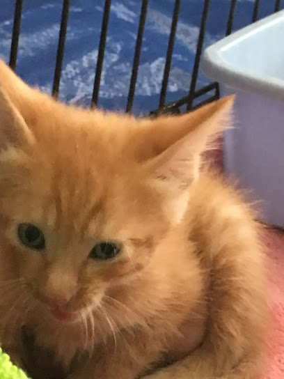 Spotty Body Pet Sitting