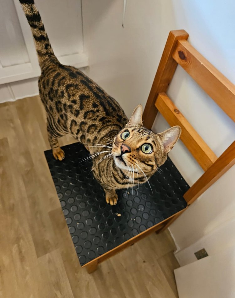 Palm View Cattery - Photo 2