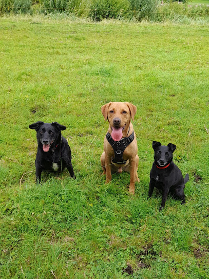 LC Dog Walking and Pet Services