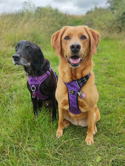 Hendrix Teal Dog Boarding