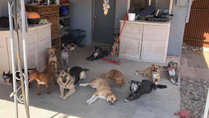 Veteran Embraced Pet Services - Pets of Vets