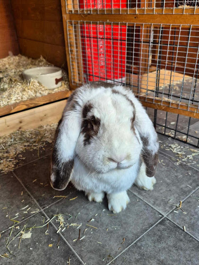 Binkies & Squeeks Pet Holidays