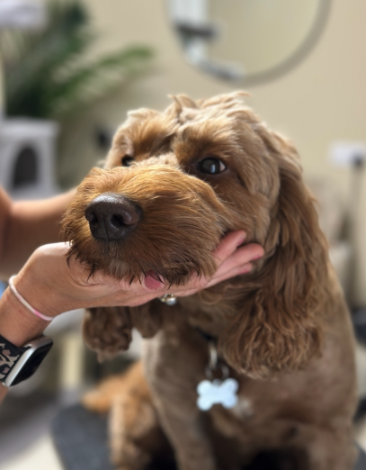 Dogs at Home Grooming Salon Norwich