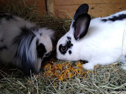 Rabbit Boarding and Bonding Norwich