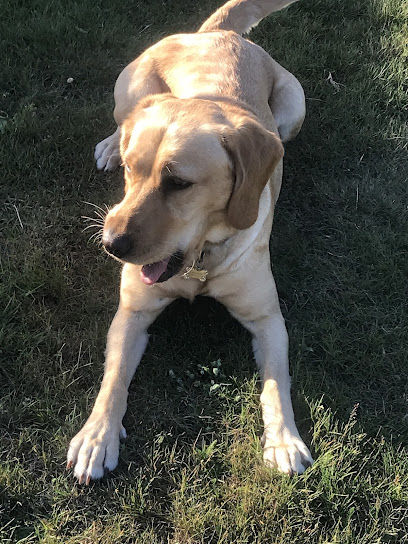 Meadow View Boarding Kennels