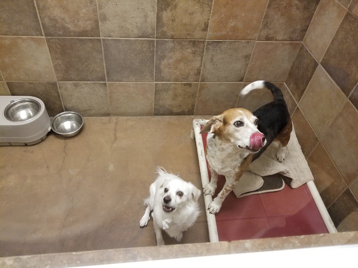 PetsHotel Tucson (Broadway) - Photo 2