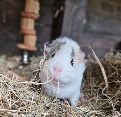 Indigo Pets. Pet Care & Holiday Services