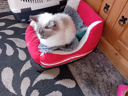 Feline Care Cat Rescue