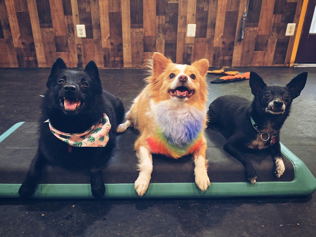 The Dog Tribe Co. - Photo 3