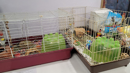 Sabino Canyon Pet Resort