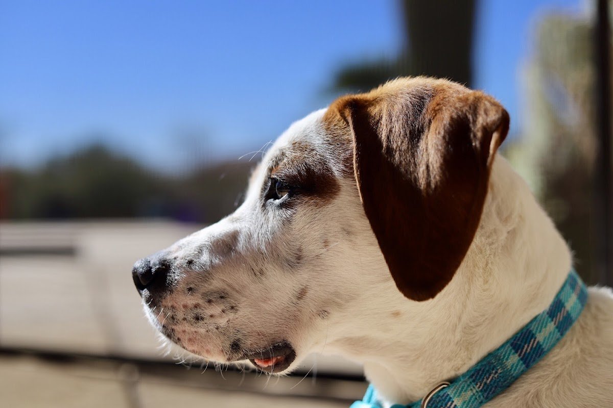 Saguaro Veterinary Surgery - Photo 2