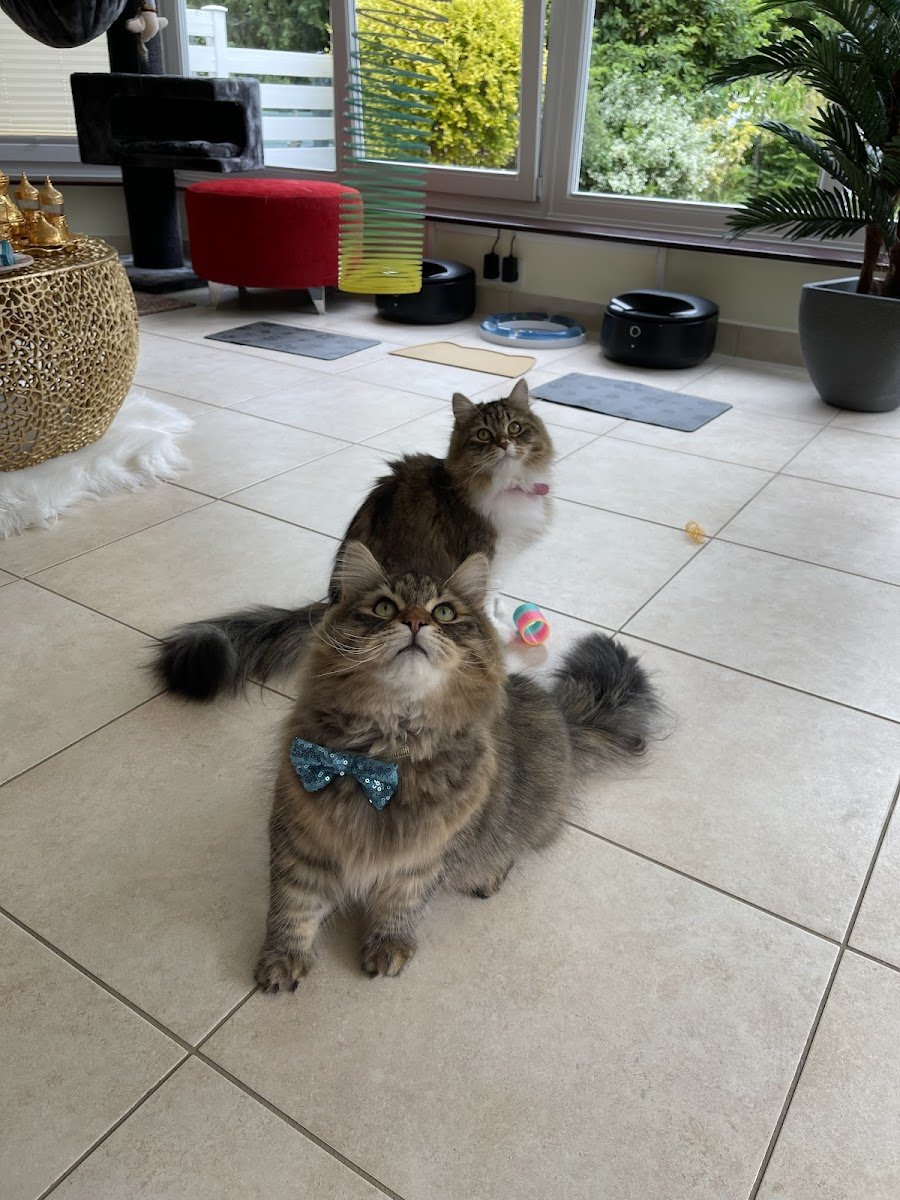 Pawsome Pet Sitters - Photo 2