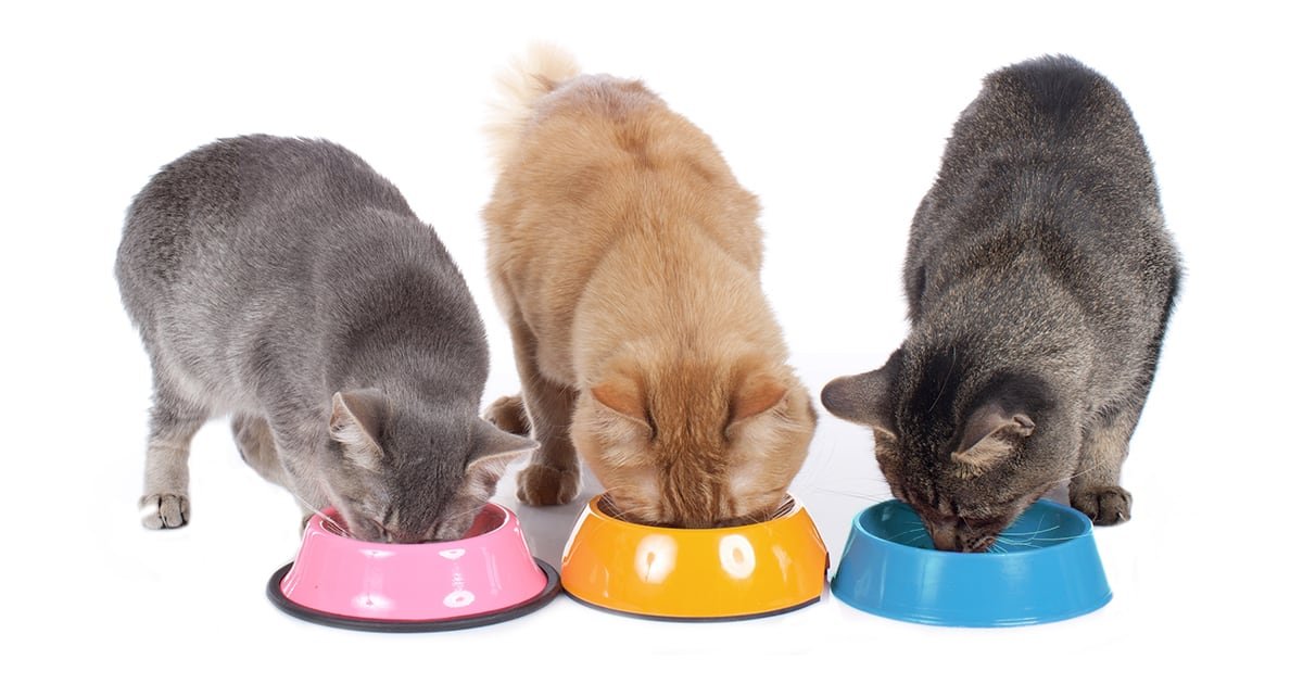 Lisa's Home Pet Care - Photo 2