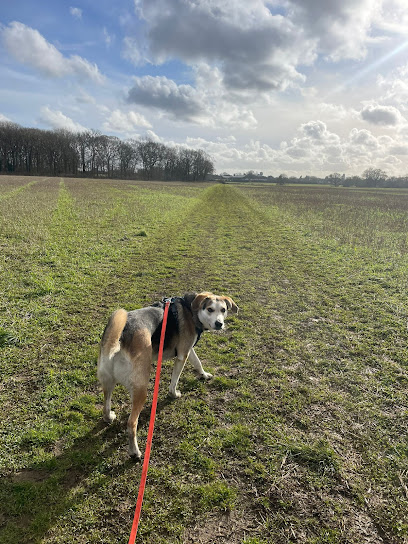 FurRealUK Dog Walking & Pet Care Services