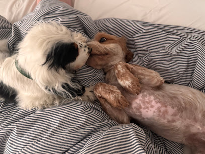 Marley & Me Doggy Day Care