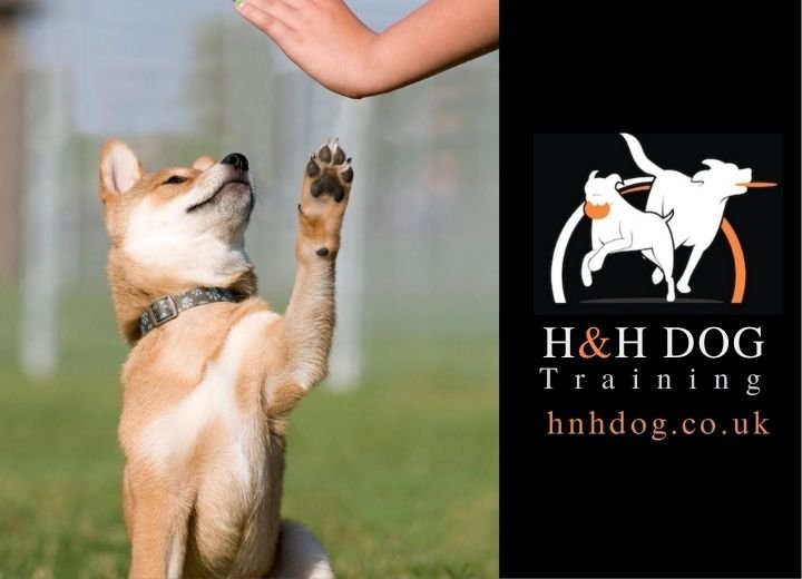 H&H Dog Training - Photo 2