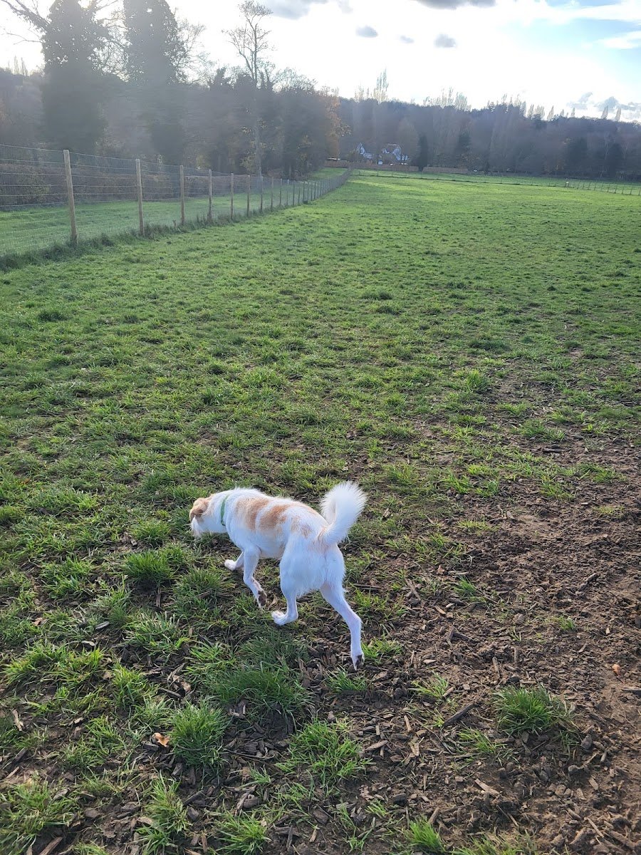 Pawsome Walks - Photo 2