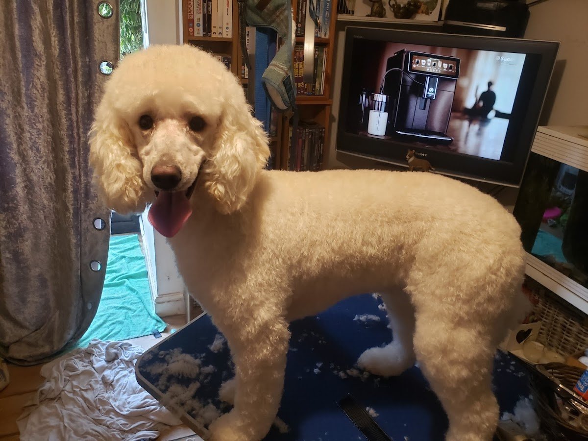 Pet service -Agata - Photo 2
