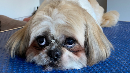 Mobile Dog & Cat Groomer