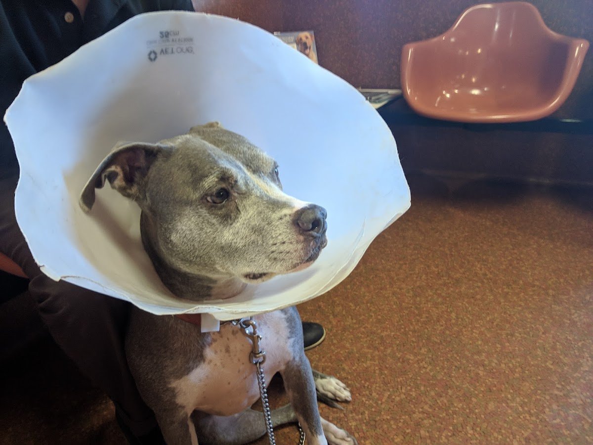 Animal Medical Clinic - Photo 2