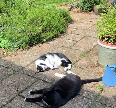 Animals at Home South Herts