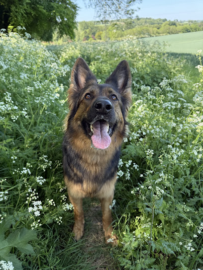Tig’s Happy Hounds At Home