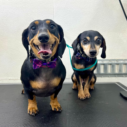 Charlies Paws Mobile Dog Grooming