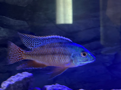 CaliforniaCichlids.com