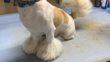 Shack In The Back Grooming - Pet Shop in Fresno