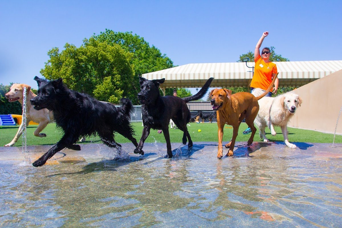 Elaine's Pet Resorts - Photo 2