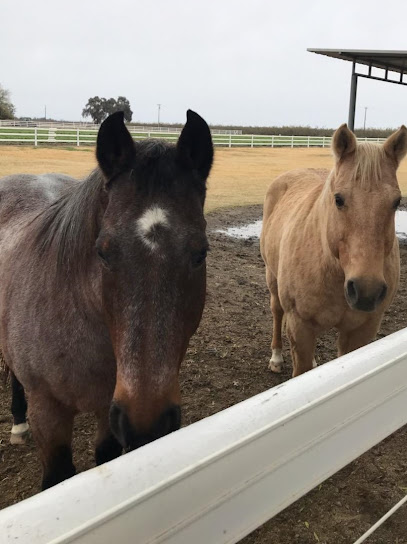 Tender Loving Animal Care