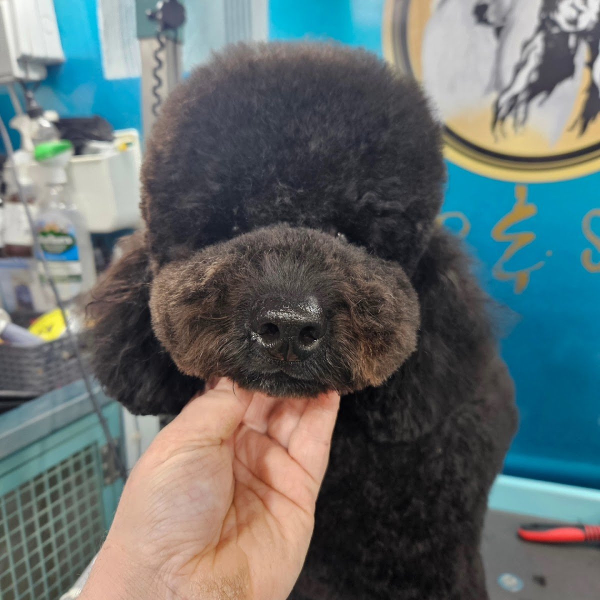 Boujee Pet mobile grooming - Photo 2