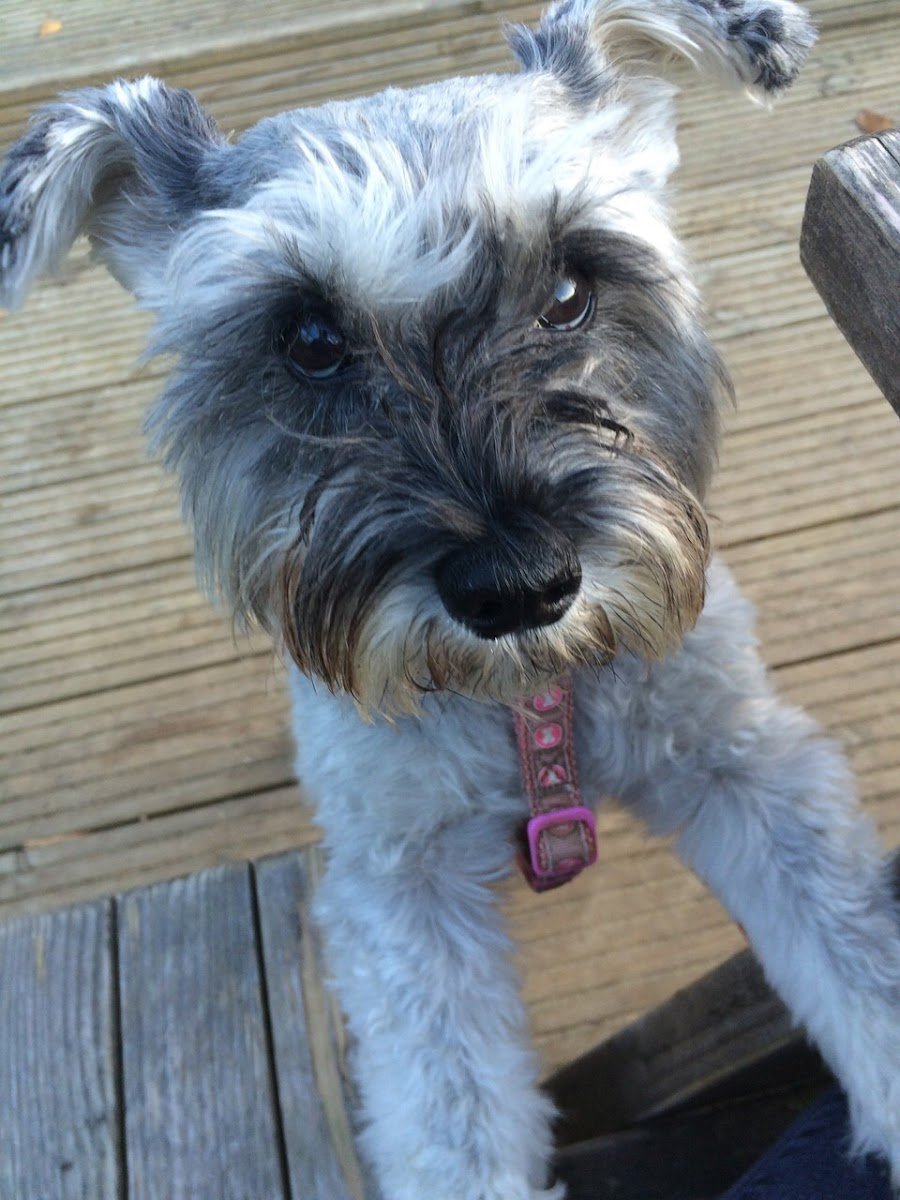 Leyla Vet Visits - Photo 2