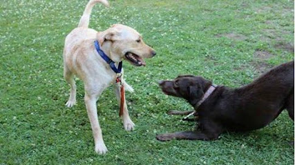 Happy Dog Basic Obedience